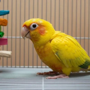 Buy Baby conure Online