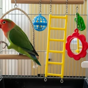 Lovebird for sale Online