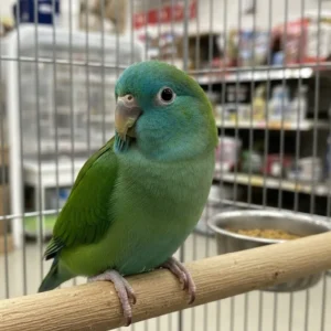 Parrotlet for sale Online