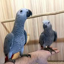 Best talking parrot for sale in USA