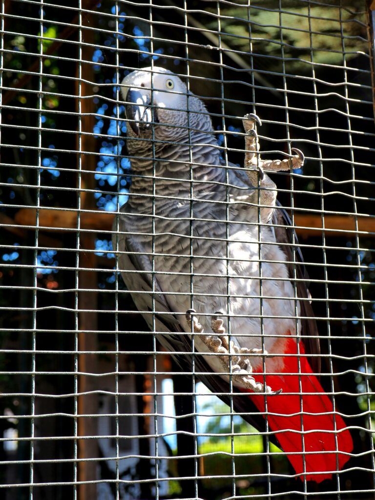 Best Talking Parrot for sale in USA