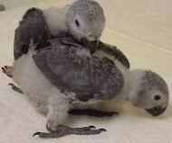 African Grey Congo baby Parrot