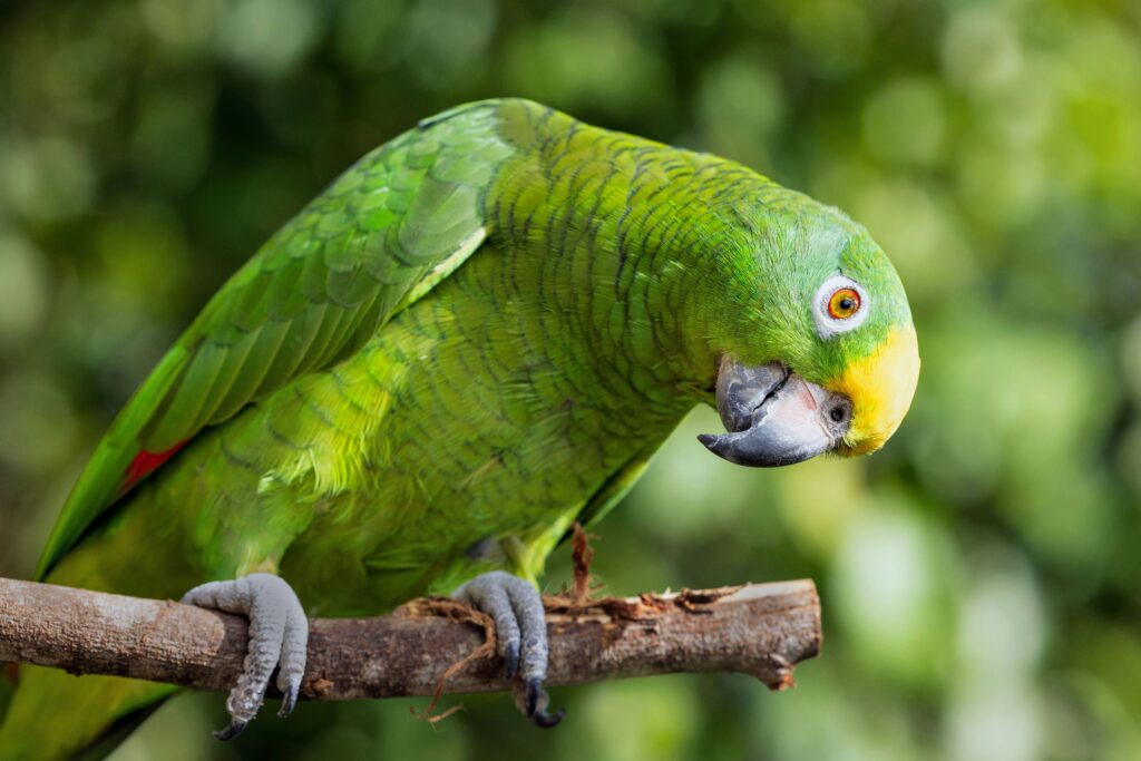 Best Talking Parrot for sale in USA