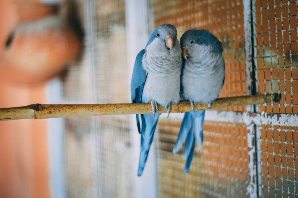 Best Talking Parrot for sale in USA