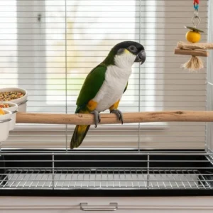 Buy Black Headed Caique