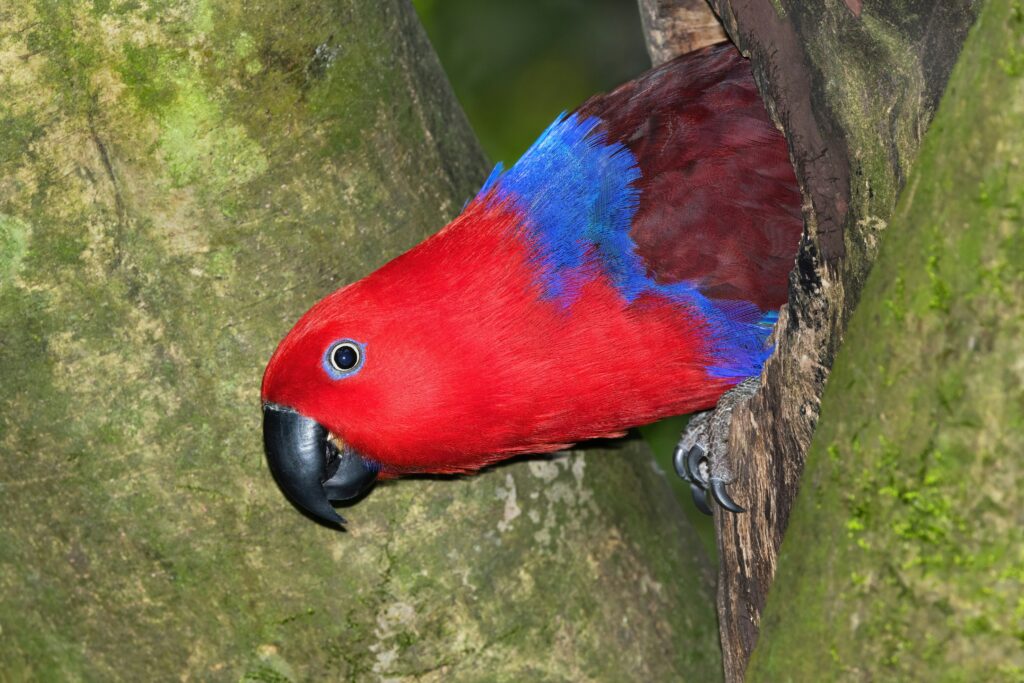 Best Talking Parrot for sale in USA