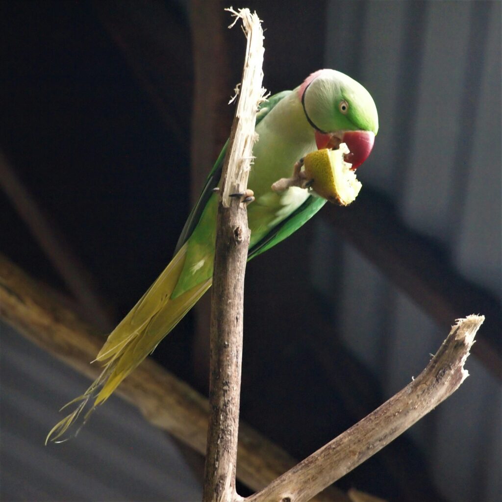 Best Talking Parrot for sale in USA