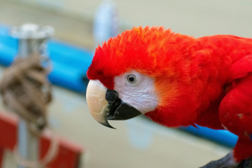 Macaws for sale Online