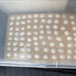 Macaw Parrot Eggs for sale
