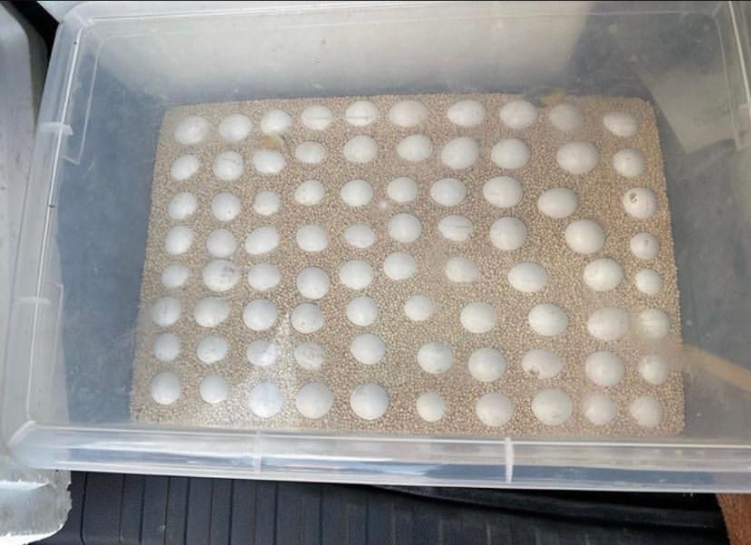 Macaw Parrot Eggs for sale