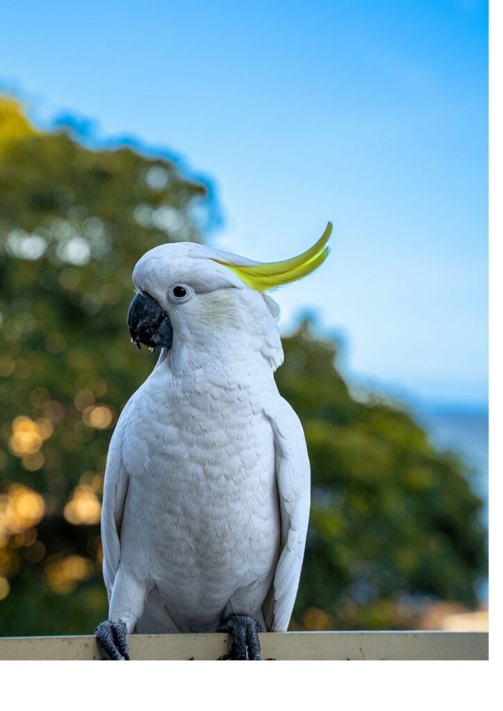 Cockatoo for sale online