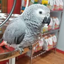 Buy African Gray Parrot
