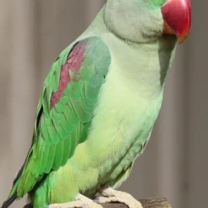 Alexandrine Parrot for sale