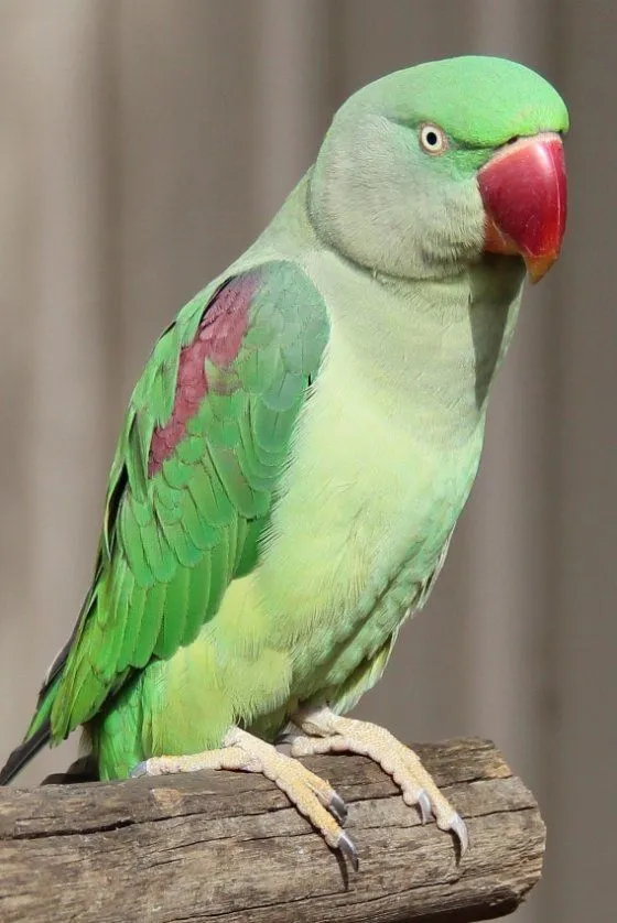 Alexandrine Parrot for sale