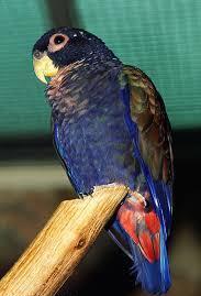 Bronze-Winged Pionus Parrot for sale