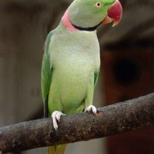 Buy African Ringneck Parrot