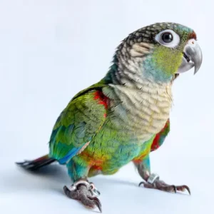 Buy Crimson-Bellied Conure