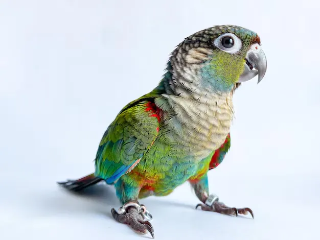Buy Crimson-Bellied Conure