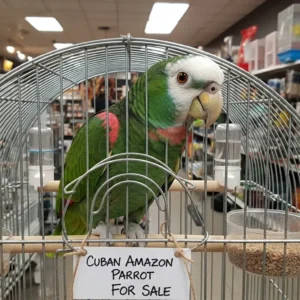 Buy Cuban Amazon Parrot