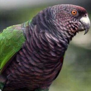 Buy Imperial Amazon Parrot