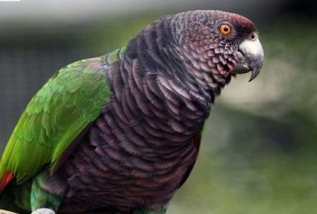 Buy Imperial Amazon Parrot