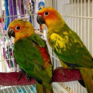 Buy Jenday Conure online