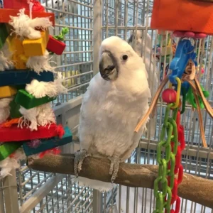 Buy Umbrella Cockatoo