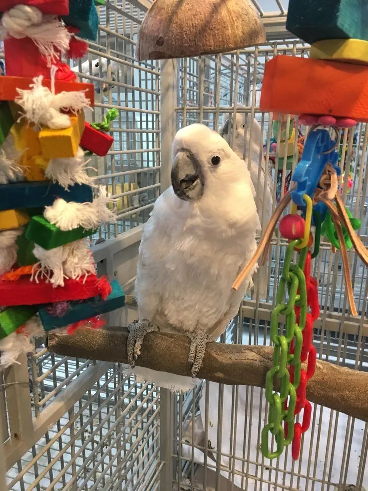 Buy Umbrella Cockatoo