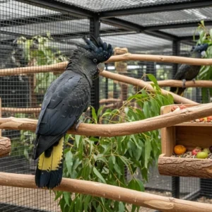 Carnaby’s Black Cockatoo for sale