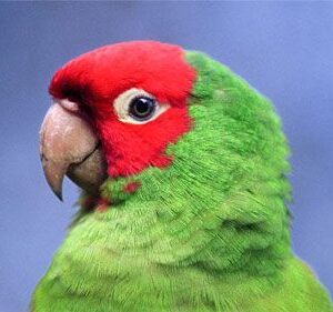Cherry-Headed Conure for sale
