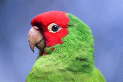 Cherry-Headed Conure for sale