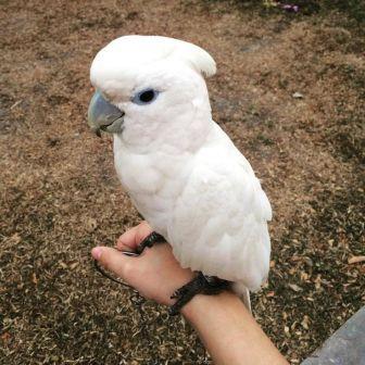 Ducorps Cockatoo for sale