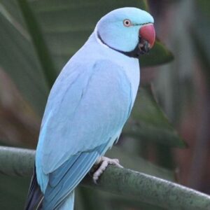Indian Ringneck Parrot for sale