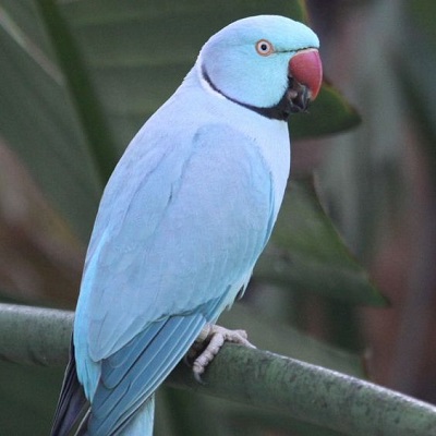 Indian Ringneck Parrot for sale