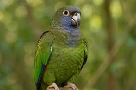 Maximilian’s Pionus Parrot for sale