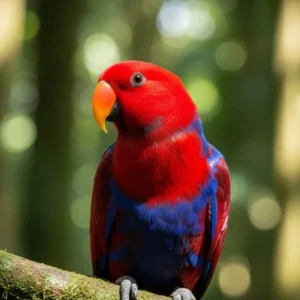 Red-Sided Eclectus Parrot for sale