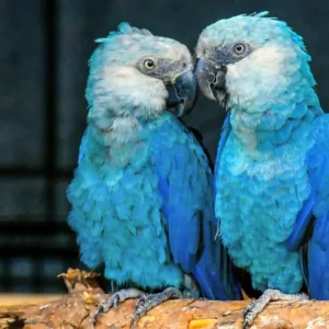 Spix’s Macaw for sale Online
