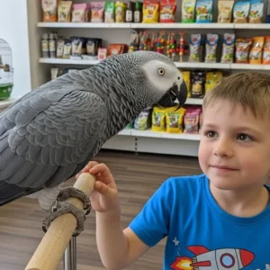 Talking African Grey Parrots for sale